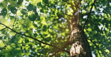 The Ultimate Guide to Tree Pruning: Benefits and Best Practices
